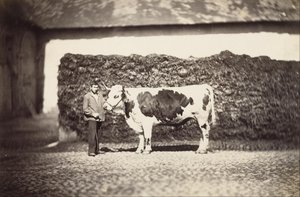 [Preisgekrönter Stier] von Adolphe Braun