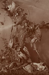 [Stillleben: Totes Wild] von Adolphe Braun