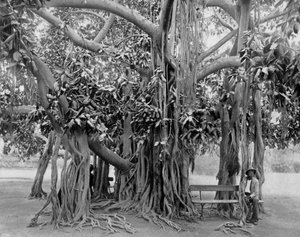 Banyanbaum, Kingston Park, Jamaika, ca. 1905 von Adolphe Duperly and Son