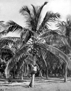 Kokosnüsse pflücken, Jamaika, ca. 1905