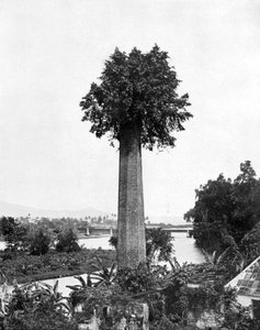 Baum, der aus einem alten Zuckerrohrgut-Schornstein wächst, Jamaika, ca. 1905
