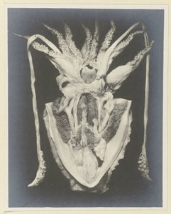 Anatomie eines Tintenfischs von Adolphe Louis Donnadieu