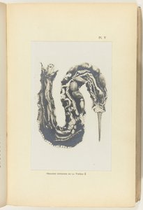 Aufgeschnittene Viper mit sichtbaren Organen von Adolphe Louis Donnadieu