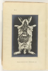 Aufgeschnittenes Kaninchen mit sichtbaren Organen von Adolphe Louis Donnadieu