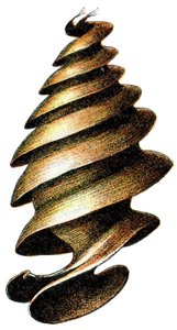 Eikapsel eines Hornhais (Heterodontus francisci), 1923