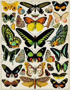 Illustration von Schmetterlingen und Motten, ca. 1923