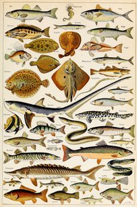 Illustration von essbaren Fischen, ca. 1923