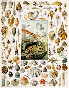 Illustration von Muscheln, ca. 1923