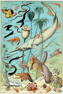 Illustration einer Tiefsee-Unterwasserszene, ca. 1923 von Adolphe Philippe Millot