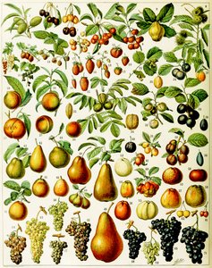 Illustration von Früchten, ca. 1923