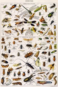 Illustration nützlicher Insekten und Insektenschädlinge ca. 1923