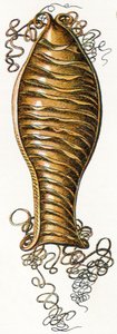 Geripptes Eigehäuse eines Katzenhais (Scyliorhinus), 1923