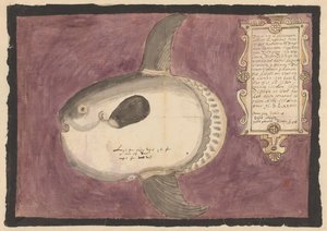 Mondfisch (Mola mola)