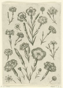 Verschiedene Nelken von Adriaen Collaert