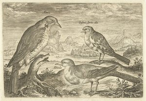 Drei Vögel in einer Landschaft