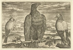 Drei Vögel in einer Landschaft von Adriaen Collaert