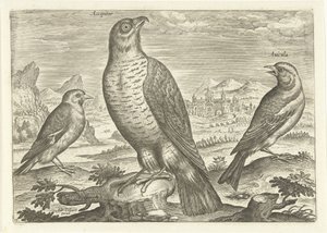 Drei Vögel in einer Landschaft, Vögel (Serientitel), Avivm vivae (Serientitel) von Adriaen Collaert