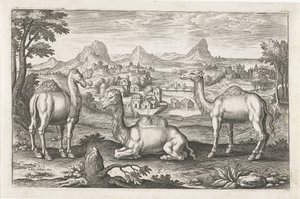 Dromedare und ein Kamel von Adriaen Collaert