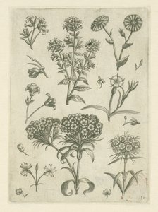 Gänseblümchen und andere Blumen von Adriaen Collaert