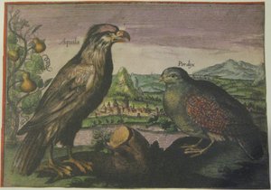 Adler und Rebhuhn, Iconotheca Valvasoriana von Adriaen Collaert