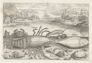 Ein Fisch und einige Schalentiere am Strand (Vissen, Piscivm vivae icones)