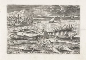 Einige Fische und ein Walross am Strand von Adriaen Collaert