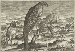 Einige Vögel in einer Landschaft von Adriaen Collaert