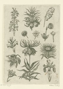 Kaiserkronen, Orchideen und Maiglöckchen von Adriaen Collaert