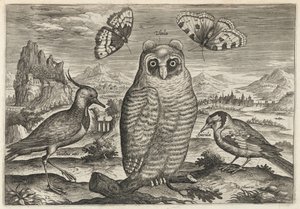 Kiebitz, Waldohreule und Stieglitz von Adriaen Collaert