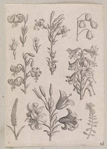 Lilien