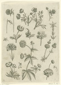 Ranunkeln, Primeln und Butterblumen (Florilegium) von Adriaen Collaert