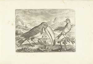 Zwei exotische Vögel in einer Landschaft (Vögel, Avivm vivae)