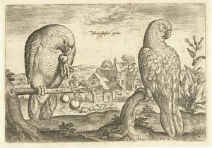 Zwei Papageien in einer Landschaft (Avivm Vivae, Vogels)