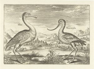 Zwei Watvögel in einer Flusslandschaft von Adriaen Collaert