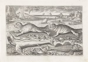 Zwei Robben und zwei Fische am Strand von Adriaen Collaert
