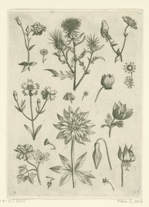 Verschiedene Blumen, darunter Akelei und Alpenveilchen von Adriaen Collaert