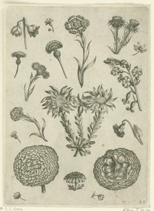 Verschiedene Blumen, darunter Chrysantheme und Distel (Florilegium) von Adriaen Collaert
