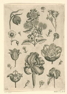 Verschiedene Blumen, darunter Iris und Veilchen von Adriaen Collaert