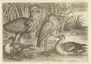 Vier Watvögel am Ufer (Vögel) von Adriaen Collaert