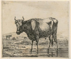 Im Wasser stehender Stier, Blatt 6 der Folge Verschiedene Tiere von Adriaen van de Velde