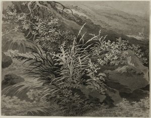 Ecke der Wiese mit Schilf und anderen Pflanzen von Adrian Zingg