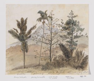 Bäume in Berglandschaft Java von Adrianus Johannes Bik