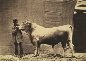[Stier aus Glane, Kanton Freiburg], 1856