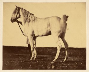 Pferd