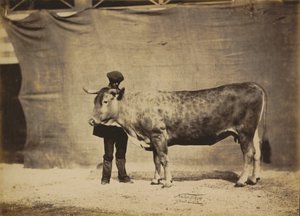 Vache Garonnaise, 5 bis 6 Jahre alt, 1856