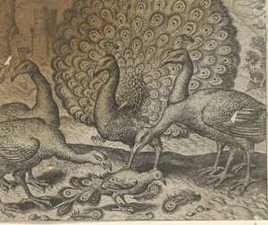 Fabel von der Elster mit den Pfauenfedern von Egidius  Sadeler (II)