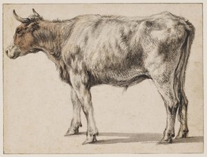 Ein stehender junger Stier