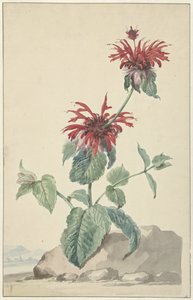 Eine rote Bergamotte in einer Landschaft von Aert Schouman (circle of)