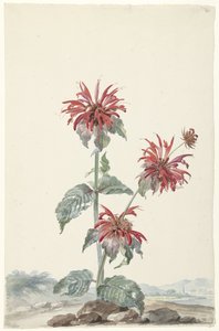 Eine rote Bergamotte in einer Landschaft von Aert Schouman (signed by artist)