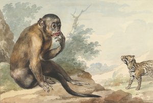 Ein Affe sitzt auf einem Felsen und schaut auf eine Zibetkatze, 1764